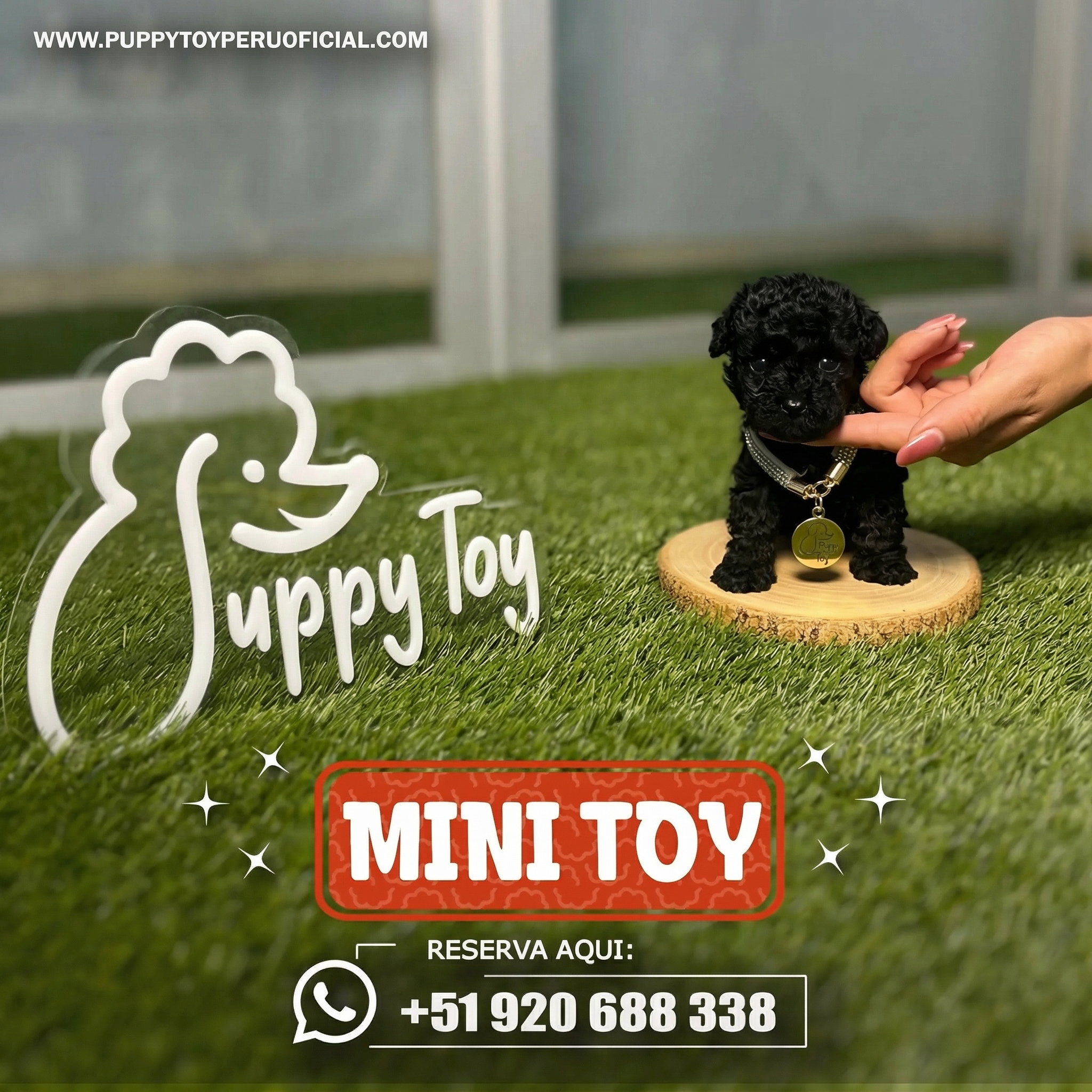 Poodle Mini Toy Negro