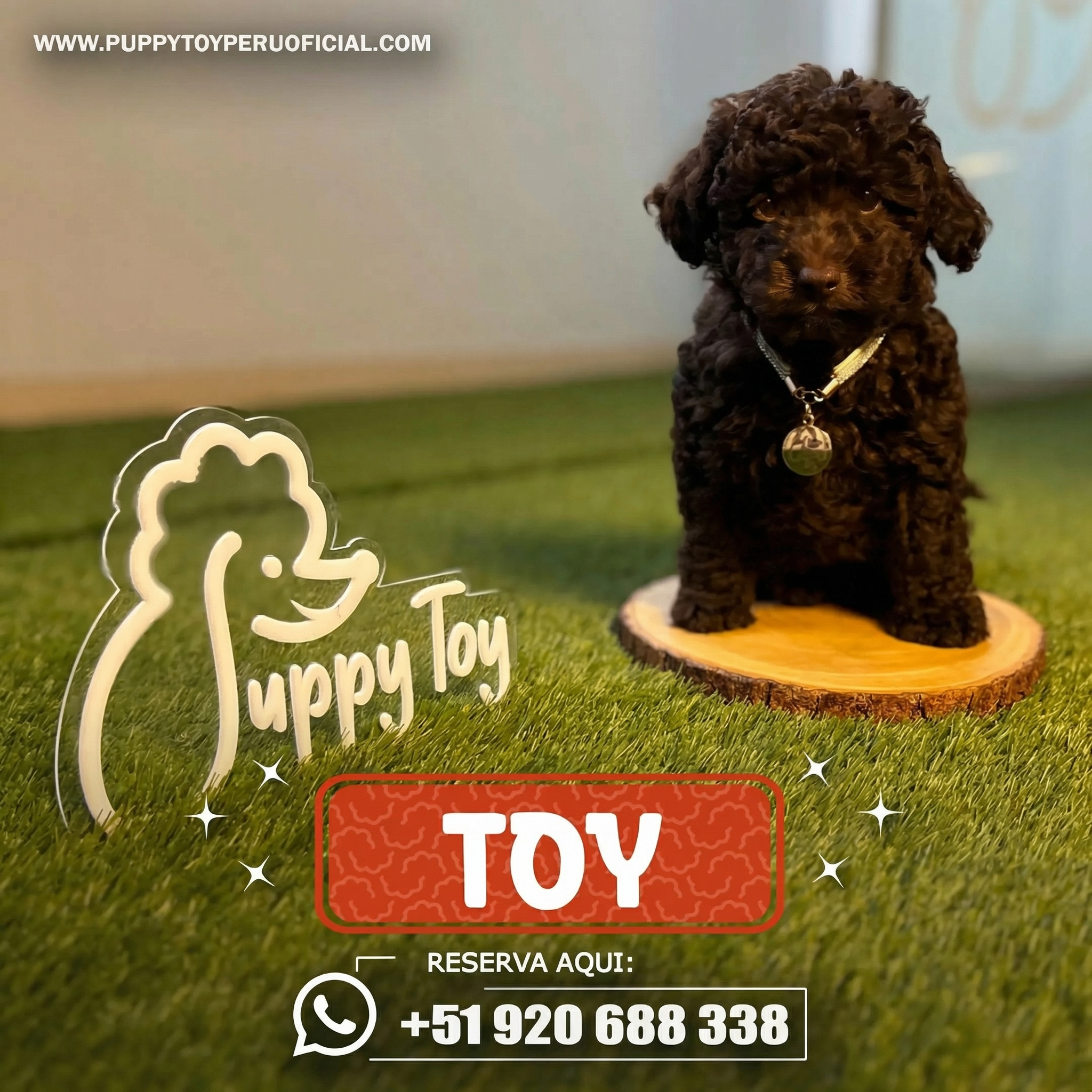 Poodle Toy Marron Chocolate