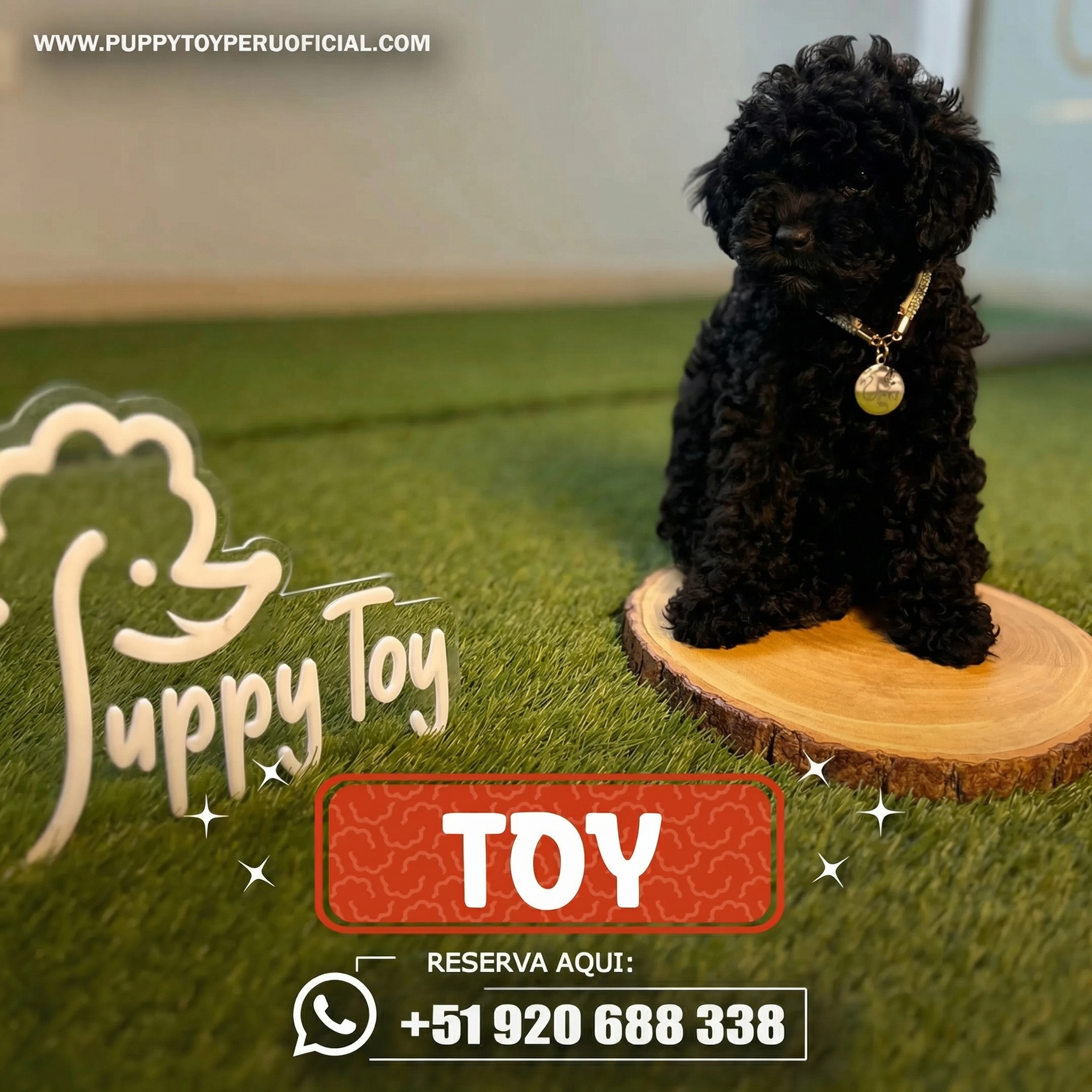 Poodle Toy Negro